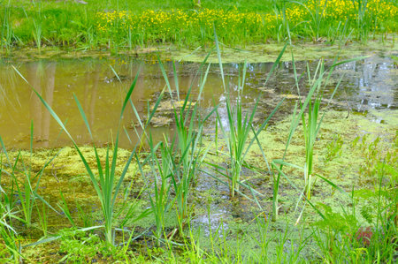Swamp. A stagnant body of water with duckweed, reeds and other aquatic plants.の写真素材