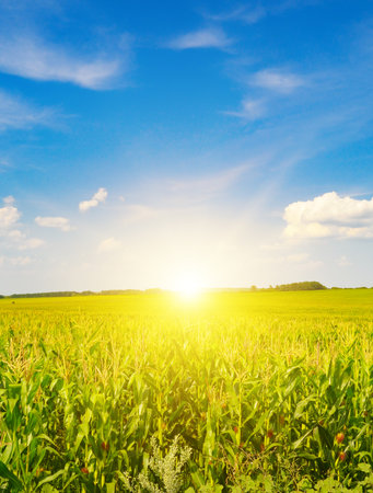 Green corn field and bright sunrise on a blue sky. Vertical photo.の写真素材