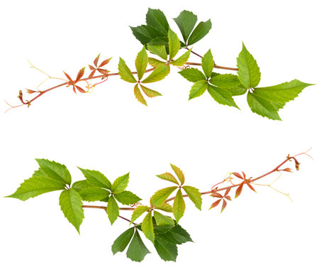 Grape vine isolated on white background. Collage. Free space for text.の写真素材