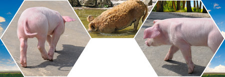 Portraits of cute pigs in the meadow. Mosaic pattern. Collage. Free space for text.の写真素材