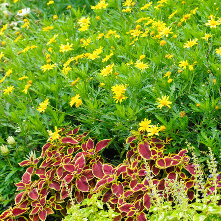 A bright flowerbed with yellow daisies and red geraniums.の写真素材