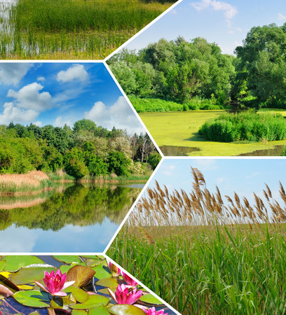 Reeds and other aquatic vegetation on the surface of the lake. Mosaic pattern. Collage.の写真素材