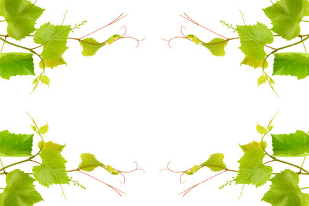 Grape vine isolated on white background. Collage. Free space for text.の写真素材