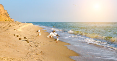 Seagull on the colorfull beach and sun on blue sky. Wide photo.の写真素材