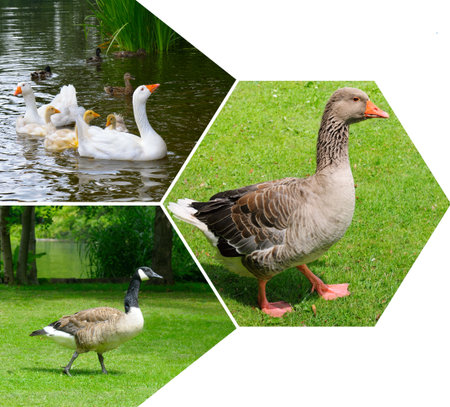 Geeses on the lake and lawn. Mosaic collage. Free space for text.の写真素材