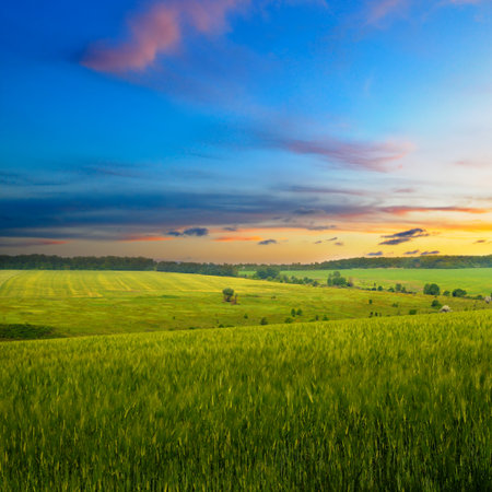 Green field of wheat with ears close-up and bright sunset.の写真素材