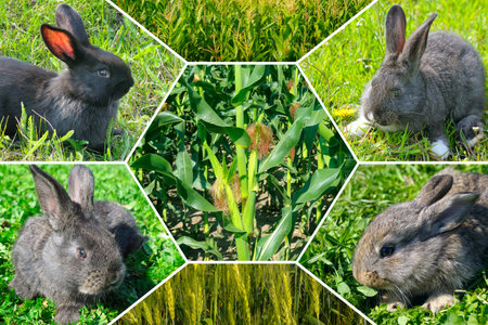 Rabbit Farm and corn and wheat field. Corn and wheat are fodder crops for livestock. Collage. Mosaic pattern.の写真素材
