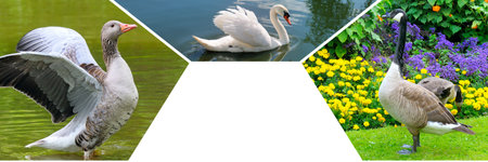Geeses on the lake and lawn. Mosaic collage. Free space for text. Wide photo.の写真素材