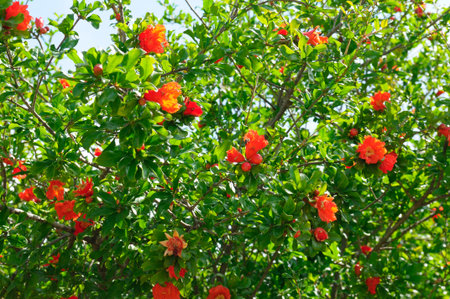Pomegranate flowers ripe pomegranate flower on pomegranate tree selective focusの写真素材