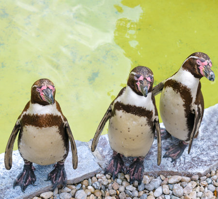 Humboldt Penguins at Zoo. Humboldt penguins stands alert by the water at Zoo, showcasing its distinctive markings.の写真素材