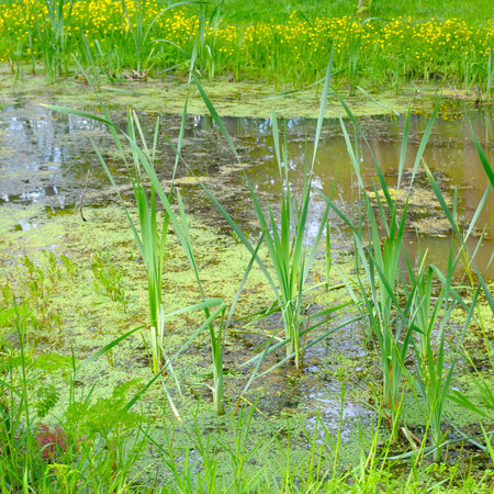 Swamp. A stagnant body of water with duckweed, reeds and other aquatic plants.