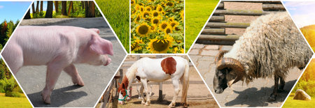 Natural pastures for grazing domestic animals and poultry in the meadow. The concept is the production of pure natural products. Collage. Mosaic pattern. Wide photo.の写真素材