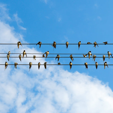A large group of swallows is perched on two parallel electrical wires against a bright blue sky with...