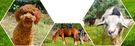 A colorful collage of hexagonal photos featuring a smiling poodle, a grazing horse, and a goat. The images represent domestic and farm animals in their natural rural environment. Free space for text. Wide photo.の写真素材