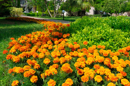 A large, curved flower bed is filled with thousands of vibrant orange marigolds in a lush public garden. The bright colors and natural setting evoke a cheerful and lively mood, perfect for summer-themed content.の写真素材