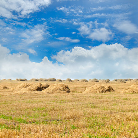 A tranquil summer landscape featuring hay bales scattered across a harvested golden field under a...