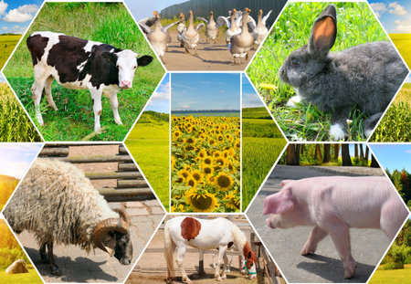 A bright, vertical photo collage uses a geometric hexagonal design to showcase the rich diversity of farm life, featuring close-ups of livestock and wide shots of crop fields like sunflowers and corn. This vibrant, rustic image is ideal for themes representing agriculture, food production, and wholesome country living.の写真素材