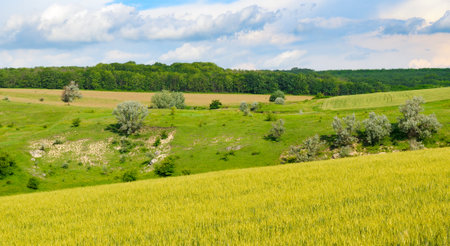 A stunning panoramic landscape captures the transition of seasons with golden grain fields, lush green rolling hills, and scattered trees under a dramatic blue and white sky. This idyllic scene evokes themes of agriculture, nature, and tranquility, offering clear copy space in the upper area.の写真素材