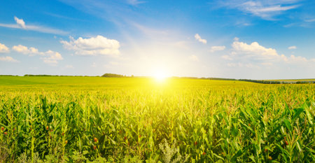 A vibrant, wide-angle view of a mature cornfield stretching to the horizon under a bright blue sky, centered on a spectacular sun flare. This classic agricultural scene captures the feeling of a bountiful harvest and rural vitality.の写真素材