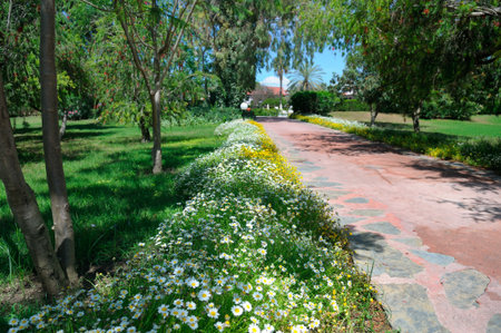 A red flagstone path, bordered by lush green lawns and a dense bank of white and yellow daisy-like flowers, recedes into a sunny tropical park setting with palm trees. This tranquil scene conveys concepts of nature, relaxation, travel, and beautiful garden design.の写真素材