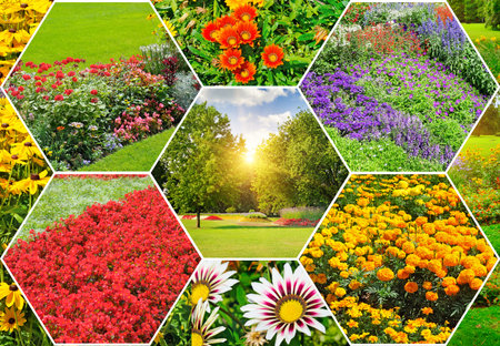 A stunning hexagonal collage features seven images showcasing the rich variety and color of a summer garden, with close-ups of orange, red, and purple flowers framing a central, sunny park landscape. This geometric composite highlights professional landscaping and offers excellent copy space in the bright central panel.の写真素材