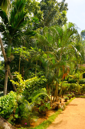 A sun-drenched tropical garden features a clean sand path winding past diverse palm trees and lush...