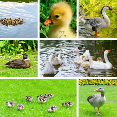 This vibrant collage showcases various waterfowl species, from fluffy yellow goslings to majestic adult geese. Perfect for educational, nature, or farming themes, it captures life by the water.の写真素材