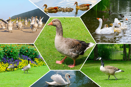 A white swan, a domestic goose, and a colorful mallard duck stand together in a clean studio setting. This high-quality isolated image is perfect for biology textbooks.の写真素材
