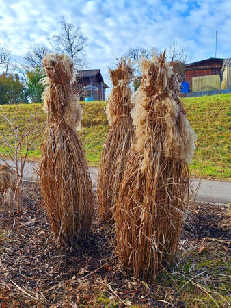 Dry reed in the city park against the background of the houseの写真素材