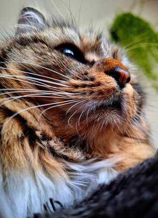 Siberian cat close-up portrait. Shallow depth of field.