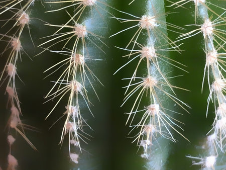 dark green cactus