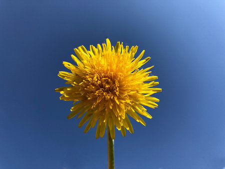 yellow dandelion on a blue backgroundの写真素材