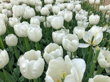 white tulips on the background of green grass