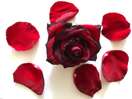 red rose isolate on a white backgroundの写真素材