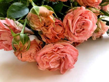 Valentines day background with pink roses. Isolated on white with copy space.の写真素材