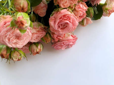 Valentines day background with pink roses. Isolated on white with copy space.の写真素材