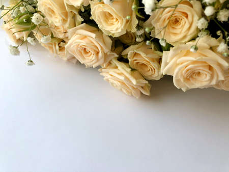 Valentines day background with white roses. Isolated on white with copy space.の写真素材