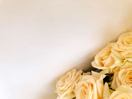 Valentines day background with white roses. Isolated on white with copy space.の写真素材