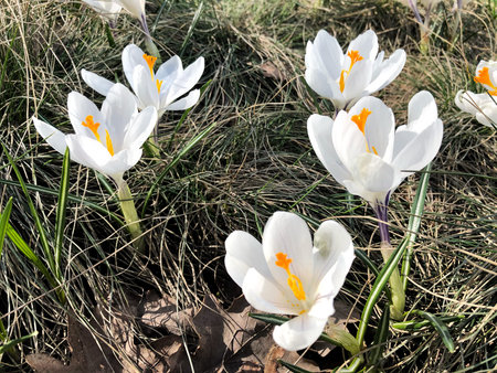 blooming white crocus flower in the bud