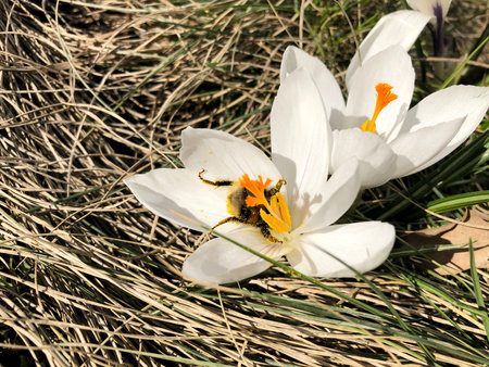 blooming white crocus flower in the bud