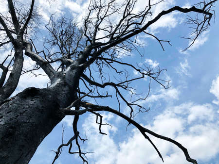 Burnt black tree trunk against the sky with clouds. Shot from bottom to top.の写真素材