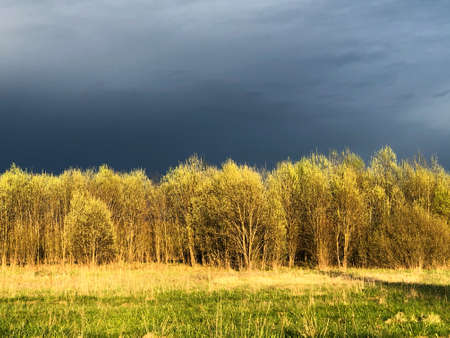Young birch trees against a dark stormy sky. international climate dayの写真素材