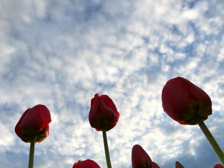 Tulips on a background of blue sky and white clouds. Taken from bottom to top.の写真素材