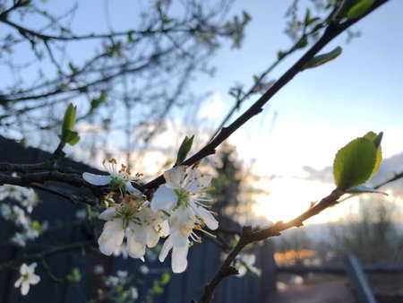 Apple trees blossom, Beautiful sunset illuminates a trees in bloom, spring calm background, White...