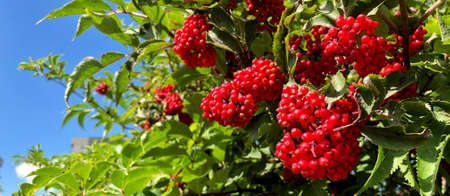 Banner bright red berries hang in a bunch on a background of green leaves.の写真素材