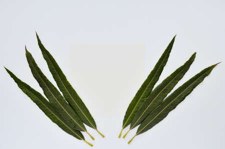 Green leaves of hippophae lie on a white background with space for text.の写真素材