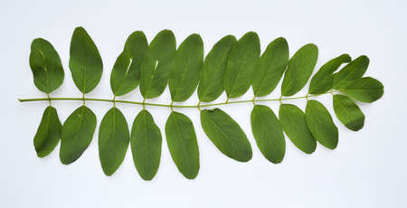 Green leaf acacia lies on a white background. Banner.の写真素材