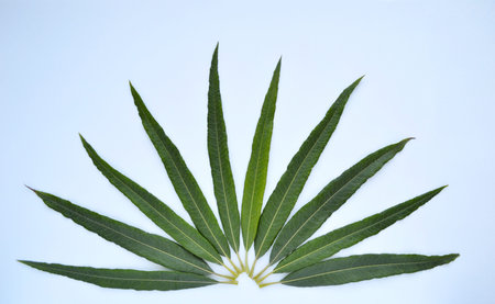 Green thin long leaves are fanned out on a white background.
