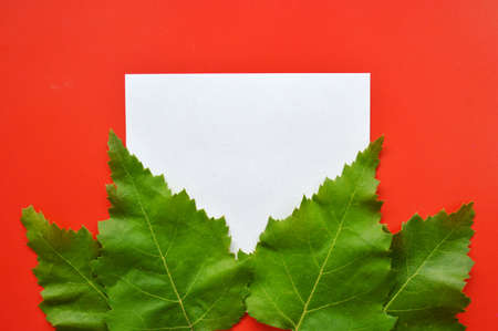Green leaves of betula lie on a red background with space for text. White mockup.の写真素材