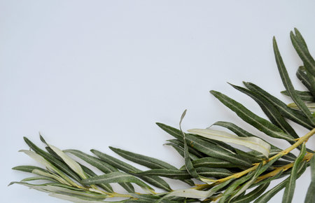 Green leaves of hippophae on a branch lie on a white background.